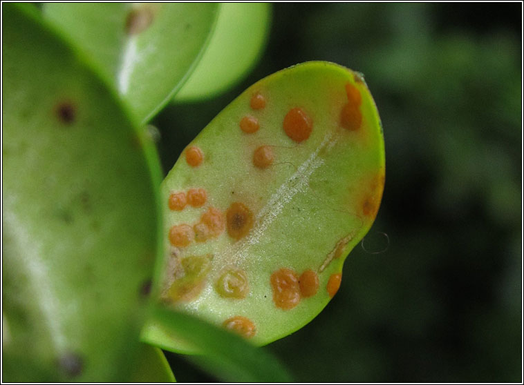 Puccinia buxi