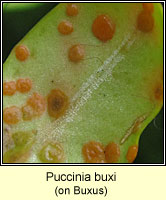 Puccinia buxi