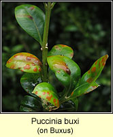 Puccinia buxi