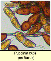 Puccinia buxi