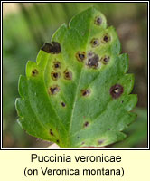 Puccinia veronicae