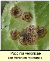 Puccinia veronicae