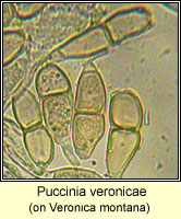 Puccinia veronicae