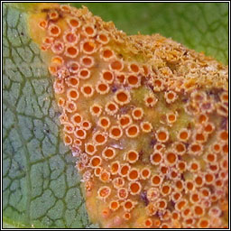 Puccinia coronata