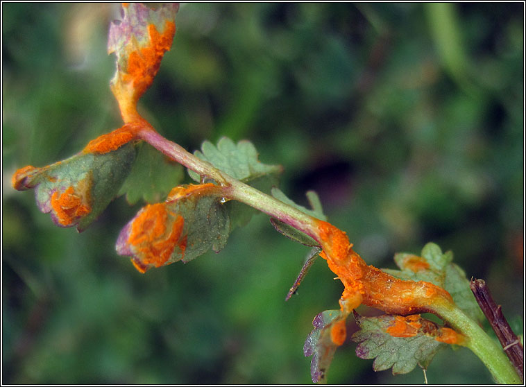 Phragmidium sanguisorbae