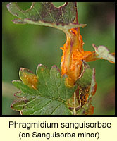 Phragmidium sanguisorbae, Burnet Rust