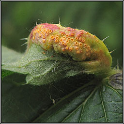 Puccinia urticata