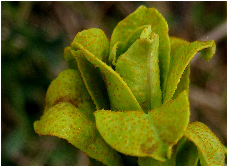 Endophyllum euphorbiae-silvaticae