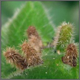 Rondaniola bursaria