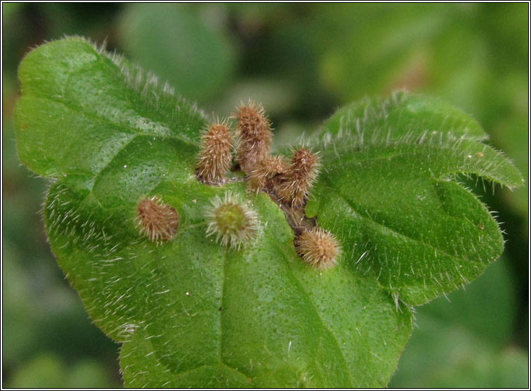 Rondaniola bursaria