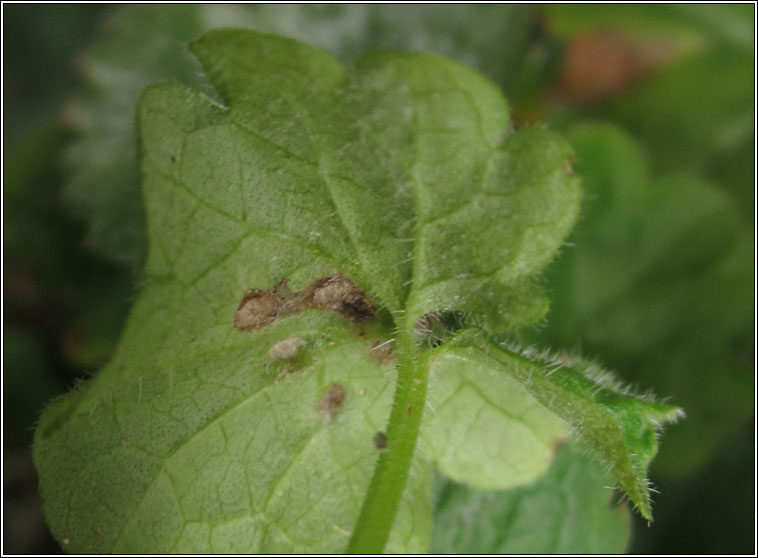 Rondaniola bursaria