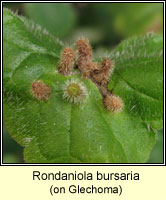 Rondaniola bursaria