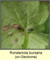 Rondaniola bursaria