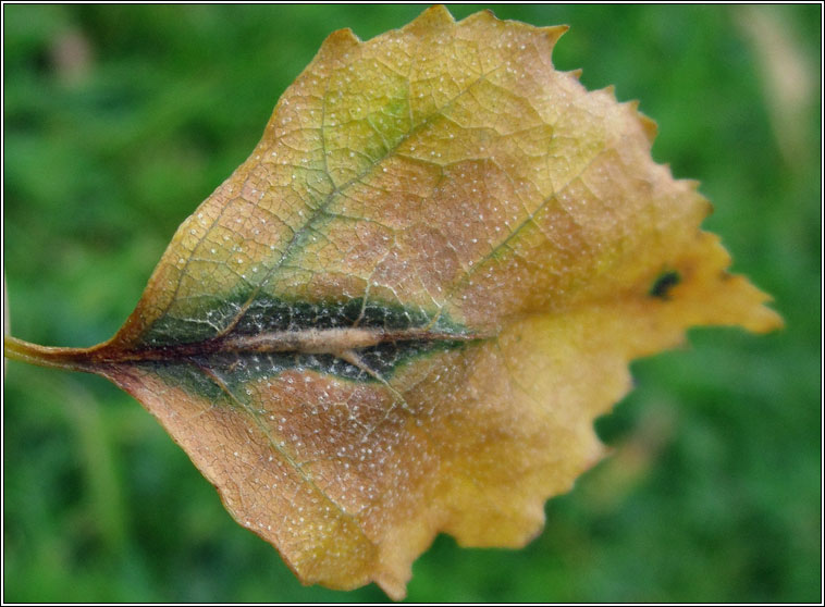 Massalongia rubra