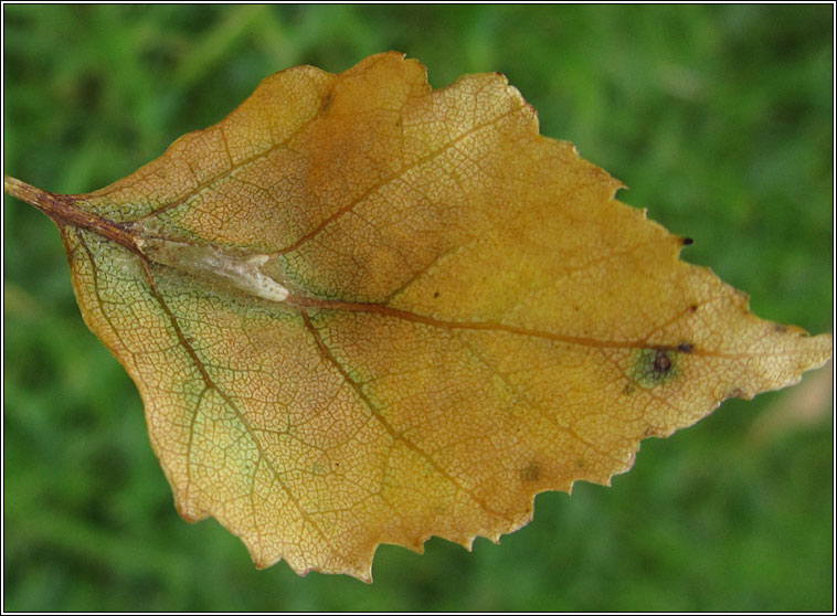 Massalongia rubra