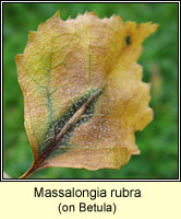 Massalongia rubra