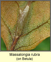 Massalongia rubra