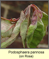 Podosphaera pannosa