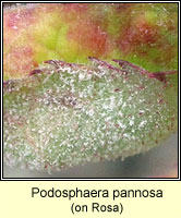 Podosphaera pannosa