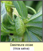 Dasineura viciae