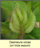 Dasineura viciae