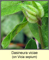 Dasineura viciae