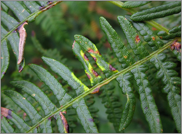 Dasineura pteridis