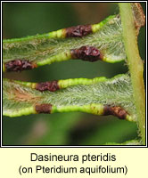 Dasineura pteridis