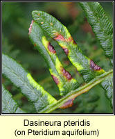 Dasineura pteridis