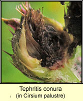 Tephritis conura q