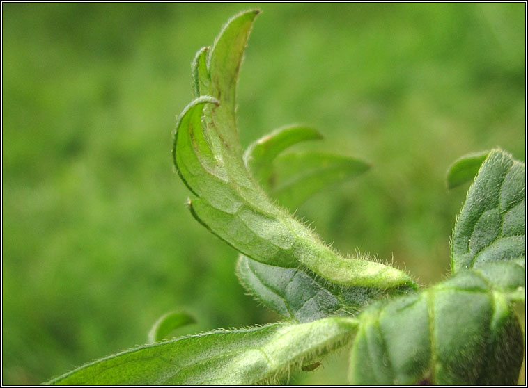 Dasineura ranunculi