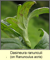 Dasineura ranunculi