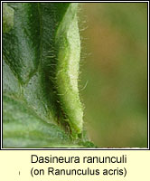 Dasineura ranunculi