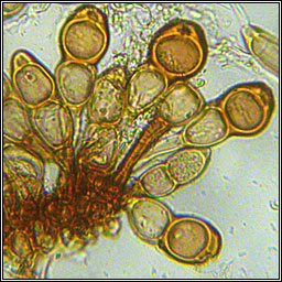 Puccinia cnici-oleracei