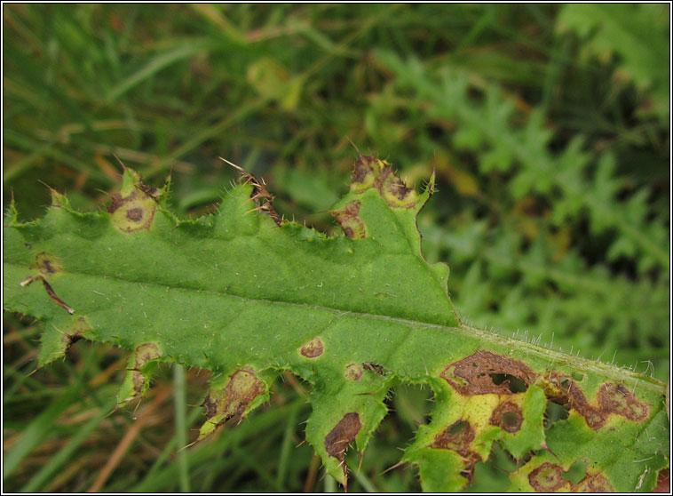 Puccinia cnici-oleracei