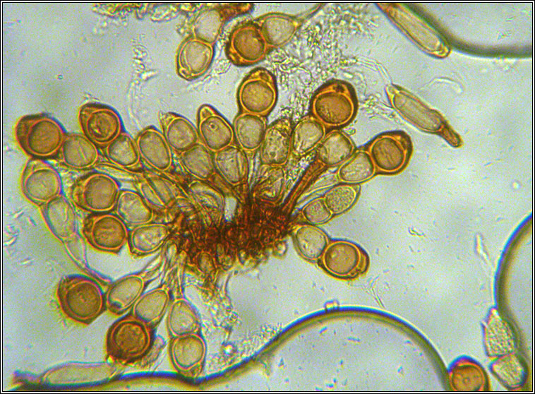 Puccinia cnici-oleracei