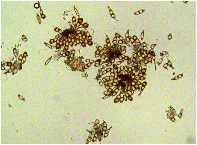 Puccinia cnici-oleracei