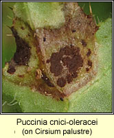 Puccinia cnici-oleracei