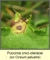 Puccinia cnici-oleracei