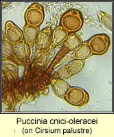 Puccinia cnici-oleracei