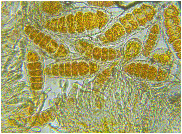 Phragmidium mucronatum