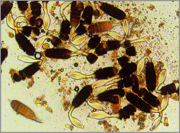 Phragmidium mucronatum