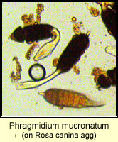 Phragmidium mucronatum