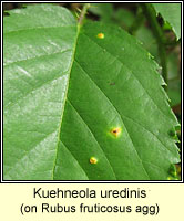 Kuehneola uredinis