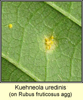 Kuehneola uredinis