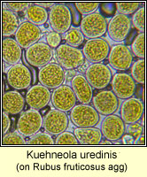 Kuehneola uredinis