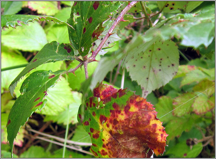 Phragmidium violaceum