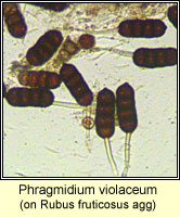 Phragmidium violaceum