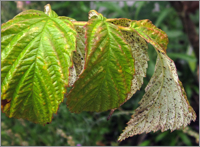 Phragmidium rubi-idaei