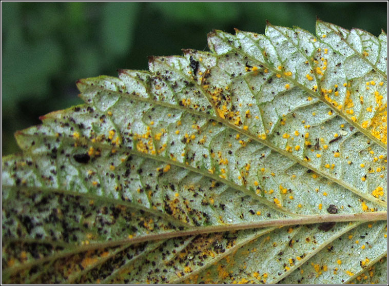 Phragmidium rubi-idaei